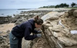 Une archéologue travaille sur un squelette dans une tombe de l'âge du bronze, découvert à la suite d'une forte tempête, à Port-Joinville, sur l'île d'Yeu, le 10 septembre 2024