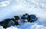 Un chien d'avalanche, des sauveteurs et des pisteurs participent à un entraînement à la station de ski de La Rosière, le 4 février 2025 en Savoie