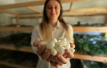 Franceska Pjetraj montre des cocons de vers à soie à Dajc, dans la région de Zadrima, le 27 mai 2025 en Albanie