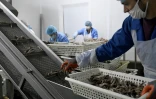 Des employés préparent des anchois pour leur emballage dans une usine de Durrës, le 28 mars 2020 en Albanie