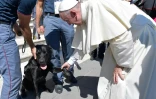 Le labrador secouriste Leo est reçu par le pape, le 3 septembre 2016 au Vatican