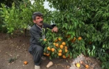 L'agriculteur kurde Azad Mohammad montre les produits de sa ferme près de Halabja, le 6 juillet 2022 en Irak