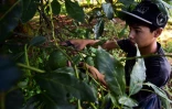 Récolte d'avocats à Uruapan, au Mexique, le 19 octobre 2016
