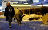 Un agriculteur conduit une vache à la veille de l'ouverture du salon de l'Agriculture à Paris le 22 février 2018