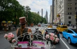 La cochère Christina Hansen conduit sa calèche à cheval dans les rues de Manhattan,  le 26 août 2022 à New York