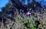 Une fleur de pavot à opium dans un champ près de la localité de Surutato,(Etat du Sinaloa), le 8 décembre 2016