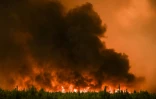 Des arbres en feu près de Belin-Beliet en Gironde, dans le sud-ouest de la France, le 10 août 2022