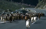 Des chèvres marchent le long de la route dans le district de Tajik Darvoz, près de la frontière entre l'Afghanistan et le Tadjikistan, le 31 mars 2024