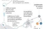 Des vaccins via instructions génétiques