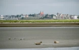 Des phoques sur le sable dans la baie de Somme à Saint-Valery-sur-Somme, le 5 août 2016