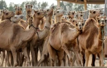 Des chameaux clonés dans un enclos du Centre de reproduction biotechnologique de Dubaï, le 4 juin 2021 aux Emirats arabes unis