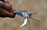 Un ergot métallique fixé à une patte de coq avant un combat à Katekalyan, dans l'état de Chhattisgarh, le 16 avril 2024 en Inde