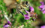 Une abeille noire butine une fleur le 06 juillet 2010 sur l'île d'Ouessant dans le Finistère