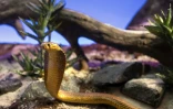 Cobra du Cap, au venin neurotoxique et cardiotoxique, le 5 octobre 2018, au Palais de la découverte à Paris