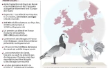 Influenza aviaire : plusieurs foyers détectés en Europe de l'Ouest