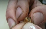 Une abeille parasitée par un acarien "Varroa destructor" à Baker, en Virginie Occidentale, le 9 mai 2026