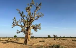 Un baobab sur une terre aride à Gidan Munkaila, dans la municipalité d'Argungu, dans l'État de Kebbi, au nord du Nigeria, le 13 avril 2025