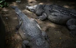 Deux crocodiles de l'Orénoque au zoo Leslie Pantin de Turmero, dans le centre-nord du Venezuela, le 8 avril 2023