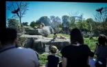 Des visiteurs admirent des lions, en avril 2018 au zoo de Vincennes