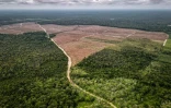 Vue aérienne d'une zone de déforestation (d) à Lahei Mangkutup, dans la régence de Kapuas du Kalimantan central, le 11 février 2026 en Indonésie
