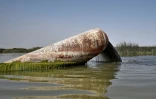 Des eaux usées sont déversées dans un marais dans la région de Chibayich, au sud de l'Irak, venant polluer l'écosystème d'un espace correspondant au "jardin d'Eden" mésopotamien, le 14 avril 2021
