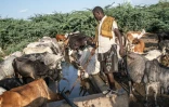 Un éleveur surveille son bétail qui s'abreuve à un point d'eau entouré d'une forêt de prosopis, arbuste épineux originaire d'Amérique latine, le 16 octobre 2025 à Amibara, dans la région de l'Afar, en Ethiopie