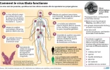 Comment le virus Ebola fonctionne