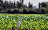 Le jardin aztèque de Xochimilco est un poumon vert pour Mexico