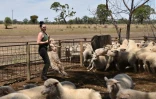 Emma Billet attrape un mouton pour le tondre, le 21 février 2018 à Trangie, en Australie