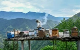 Un villageois s'occupe de ses ruches installées au milieu des plantations de thé à Ikizdere, en Turquie, le 7 juin 2021