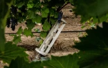 Un reste de missile à fragmentation dans le vignoble "Olvio Nuvo", le 3 septembre 2022 dans la région de Mykolaïv, en Ukraine