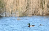 Des canards Colvert en Camargue, au Sambuc, près d'Arles, le 27 février 2025