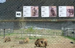 Arménie : à la rescousse des ours maltraités