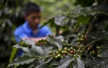 Un ancien enfant-soldat de l'ethnie Nasa participe à la cueillette du café dans la région de Tacueyo, en Colombie, en mars 2016