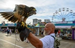 Le fauconnier P.J. Simonis avec l'un de ses rapaces sur la promenade d'Ocean City, dans le New Jersey, le 20 août 2019