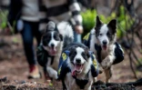 Leur mission est simple - courir, sauter, jouer à travers les bois -, mais chaque chien porte sur son dos un sac à dos rempli de graines qui s'éparpillent sur le sol grâce à des petits trous
