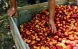 Des nectarines plates récoltées dans un verger de la région de Fraga à l'ouest de Barcelone, le 25 juin 2020