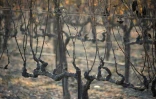 Ces ceps de vignes d'une exploitation viticole de Santa Rosa n'ont pas résisté à la chaleur de l'un des incendies destructeurs de la Californie