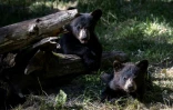 Des oursons au parc animalier de Thoiry, le 29 mai 2020 dans les Yvelines
