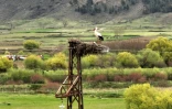 Deux cigognes dans leur nid, au sommet d'un poteau électrique, à Gjirokaster, le 26 mars 2024 en Albanie