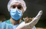 Un technicien de l'université de Genève montre un rat de laboratoire le 18 janvier 2022