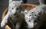 Deux bébés tigres blancs au zoo de Kunming, le 12 octobre 2018, dans la province du Yunnan, en Chine