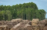 Des grumes empilées sur un site défriché pour une plantation industrielle à Lahei Mangkutup, dans la régence de Kapuas du Kalimantan central, le 11 février 2026 en Indonésie