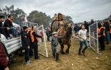 Un garçon quitte l'arène avec son chameau qui vient de combattre, le 20 janvier 2019 à Selcuk, en Turquie