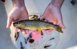 Une truite de la rivière "La Savoureuse", sauvée lors d'une opération de pêche électrique, le 5 août 2020 à Lepuix, dans le Territoire de Belfort