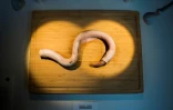 Un pénis de taureau cru, spécialité de Chine, le 7 novembre 2018 au "Musée de la nourriture dégoûtante" à Malmö en Suède