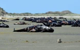 Echouage massif de baleines pilotes, le 17 février 2015 sur la plage de Farewell spit en Nouvelle-Zélande