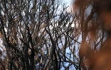 Mardi 14 Décembre 2010

Le site du Maïdo après l'incendie d'Octobre 2010