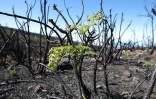 Mardi 14 Décembre 2010

Le site du Maïdo après l'incendie d'Octobre 2010