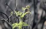 Mardi 14 Décembre 2010

Le site du Maïdo après l'incendie d'Octobre 2010